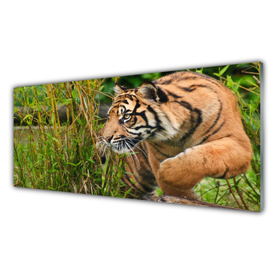 Zidna obloga za kuhinju Tiger živali