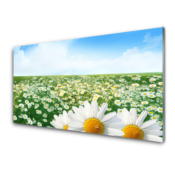 Zidna obloga za kuhinju Daisy travnik flowers polje