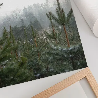 Premium stenski plakat z motivom zelenih borovcev v megli s subtilno globino za sproščujoče vzdušje