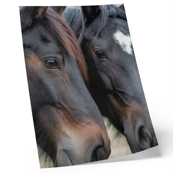 Premium stenski plakat Dva konja v tesnem stiku, polna elegance