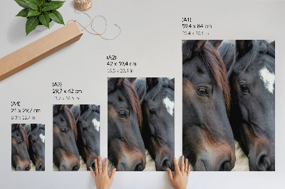 Premium stenski plakat Dva konja v tesnem stiku, polna elegance