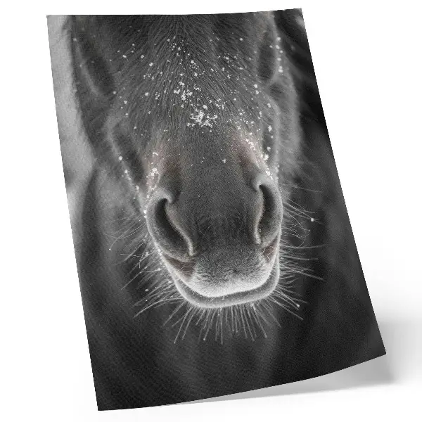 Plakat Konj v snegu fotorealističen posnetek konjskega obraza od blizu
