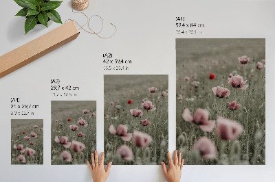 Premium stenski plakat Pastelni maki romantično vzdušje subtilno cvetje