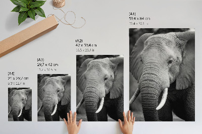 Premium stenski plakat Bližnji posnetek slona, ​​polnega miru in moči