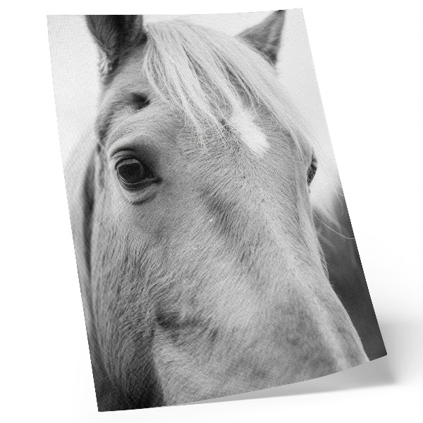 Premium stenski plakat Črno-bela eleganca konjskih oči