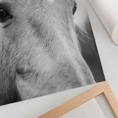 Stenski plakat črno-bela fotografija konjskih oči