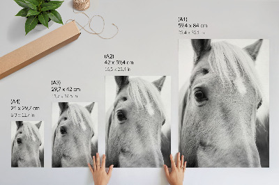 Premium stenski plakat Črno-bela eleganca konjskih oči