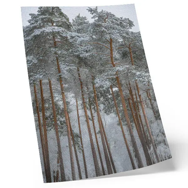 Premium stenski plakat zimski gozd s snegom in drevesi za občutek miru in harmonije v naravi