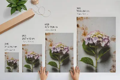 Plakat roza hortenzija z zelenimi listi na rustikalnem ozadju