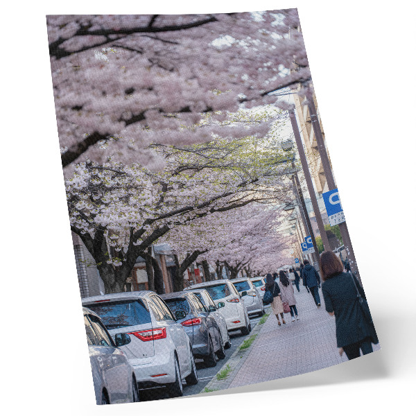 Premium stenski plakat Ulica s češnjevimi cvetovi in parkiranimi avtomobili