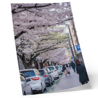 Premium stenski plakat Ulica s češnjevimi cvetovi in ​​parkiranimi avtomobili