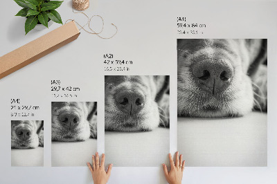 Eleganten plakat za dnevno sobo Črno-bela tekstura psa od blizu, minimalizem