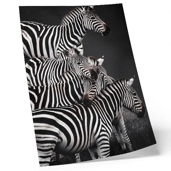 Plakat Zebra v črno-belih črtah elegantna stenska dekoracija za dnevno sobo