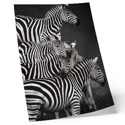Plakat Zebra v črno-belih črtah elegantna stenska dekoracija za dnevno sobo