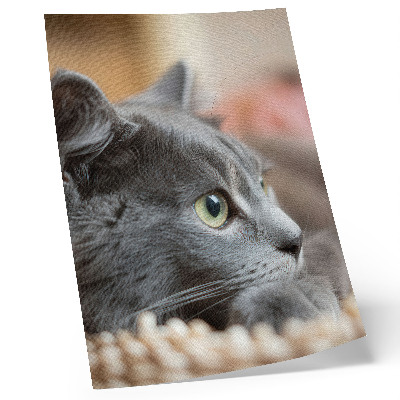Premium stenski plakat Siva mačka z zelenimi očmi, pogled od blizu