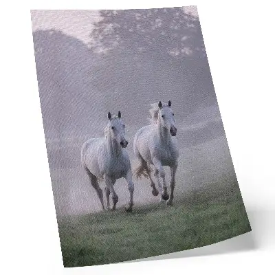 Plakat beli konji v jutranji megli z motivi vesoljske narave