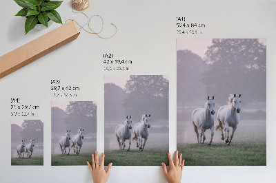 Plakat Beli konji jutranja megla vesoljska narava