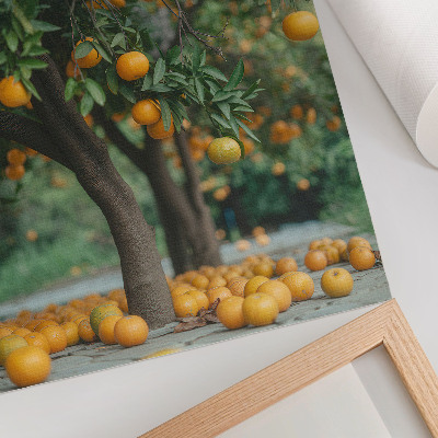 Plakat Sočne pomaranče na drevesu v zelenem sadovnjaku