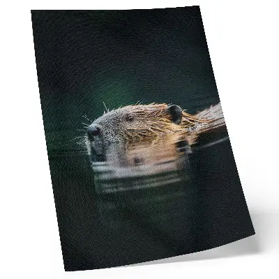 Plakat bober v vodi v objemu mirne narave in divjine