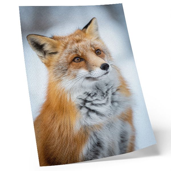 Premium stenski plakat Portret vesele lisice v zimskem okolju
