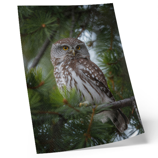 Plakat Sova na borovi veji narava mir harmonija