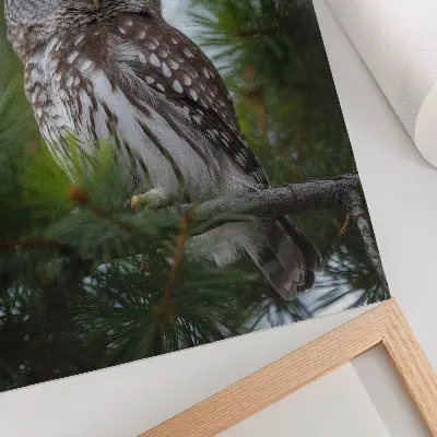 Plakat sova na borovi veji z motivom narave za mir in harmonijo