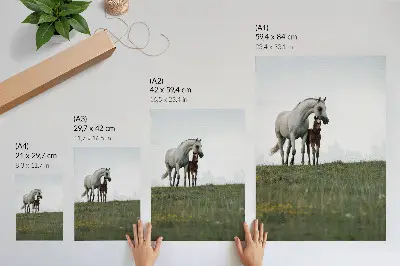 Plakat Konji v naravi elegantna dekoracija za dnevno sobo s pomirjujočim motivom