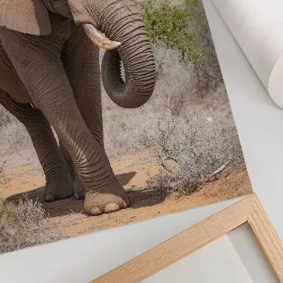 Slon na savani eleganten plakat za dnevno sobo z motivom veličastne afriške narave