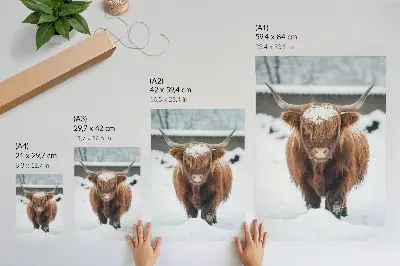 Premium stenski plakat govedo v snegu s kontrastom živali in narave