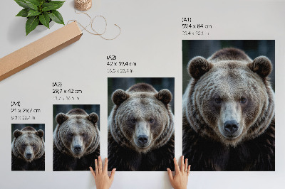 Umetniški tisk na platno Realističen portret medveda, mirnega in močnega