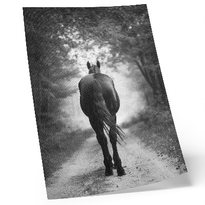 Plakat Fotografija črno-belega konja v gozdu