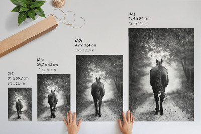 Plakat Fotografija črno-belega konja v gozdu