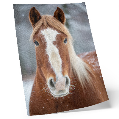 Premium stenski plakat Konjski portret zima mir naravnost harmonija