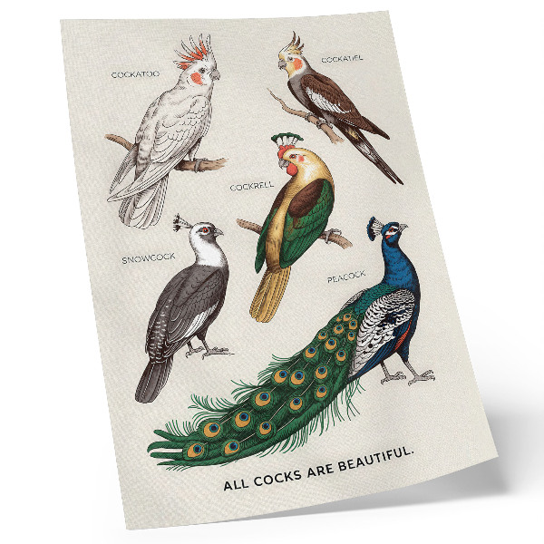Premium stenski plakat Elegantne ptice, perje, raznolike barve