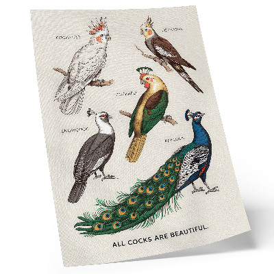 Premium stenski plakat Elegantne ptice, perje, raznolike barve