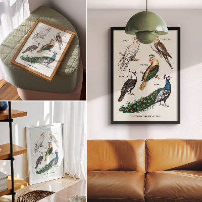 Premium stenski plakat Elegantne ptice, perje, raznolike barve