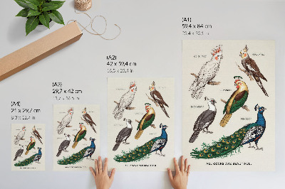 Premium stenski plakat Elegantne ptice, perje, raznolike barve