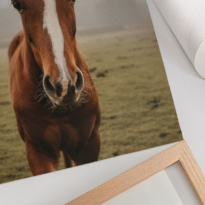 Premium stenski plakat Toplo rjavi in ​​beli konji v perspektivi