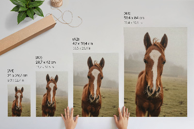 Premium stenski plakat Toplo rjavi in ​​beli konji v perspektivi