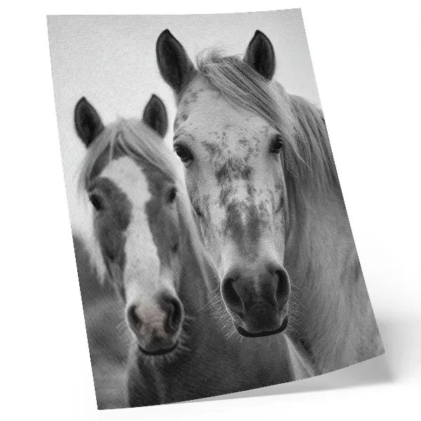 Premium stenski plakat konji v elegantnem črno-belem posnetku