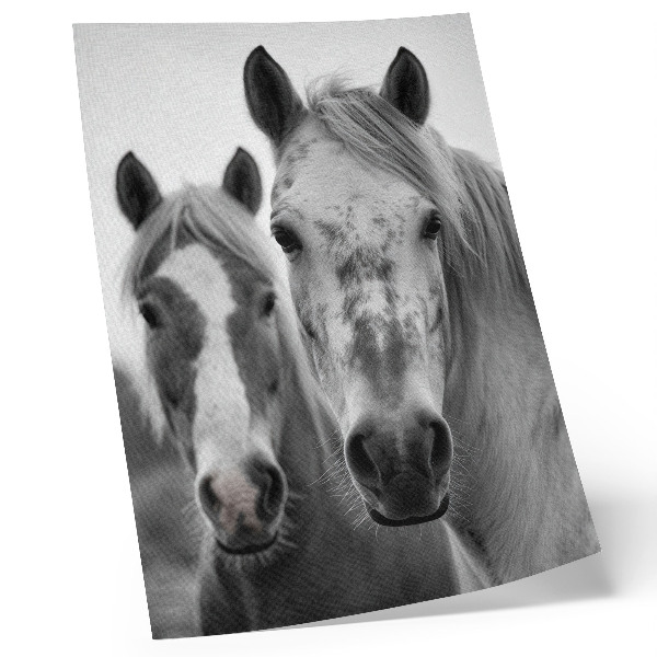 Premium stenski plakat Konji v enobarvnem posnetku, polnem elegance