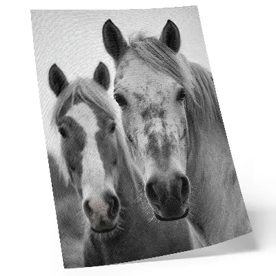 Premium stenski plakat konji v elegantnem črno-belem posnetku