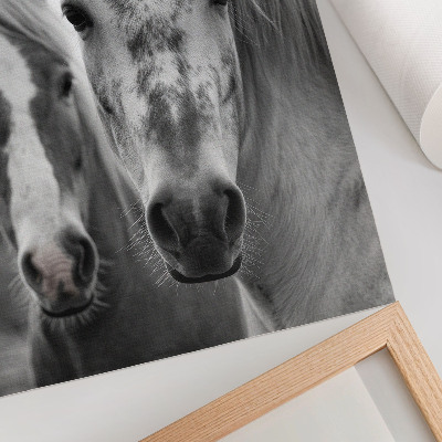 Premium stenski plakat Konji v enobarvnem posnetku, polnem elegance