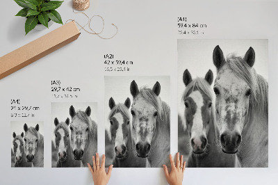 Premium stenski plakat Konji v enobarvnem posnetku, polnem elegance