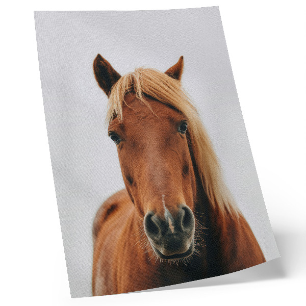 Premium stenski plakat Konjski portret minimalizem naravna lepota eleganca