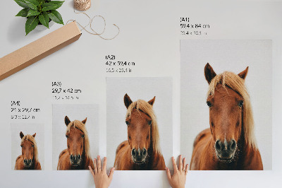 Premium stenski plakat Konjski portret minimalizem naravna lepota eleganca