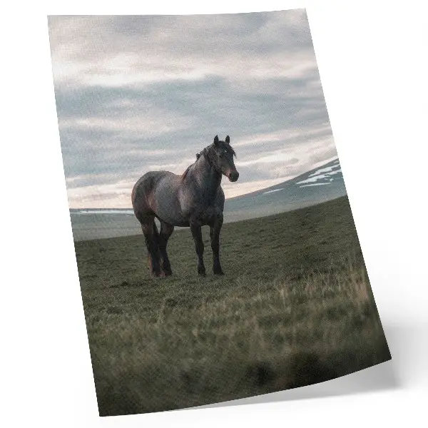 Eleganten plakat za dnevno sobo konj na travniku pod oblaki v jutranji harmoniji narave
