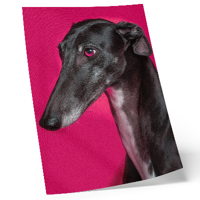 Plakat Črno-beli pes na intenzivno roza ozadju