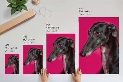 Plakat Črno-beli pes na intenzivno roza ozadju