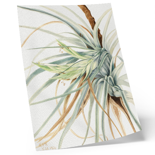Umetniški tisk na platno Divji ananas (Tillandsia fasciculata) (1921) avtorice Mary Vaux Walcott